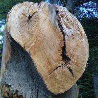 Triptyque, détail, Ime de Tilly, route de Vernon, 2017