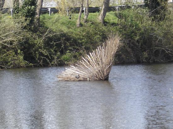 Marais de Goulaine; les foulques ont élu domicile pour nicher!