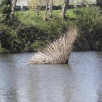 Marais de Goulaine; les foulques ont élu domicile pour nicher!