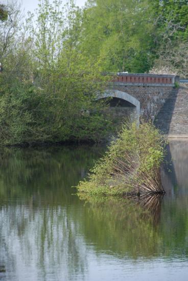 Corolles-Marais de Goulaine 2010