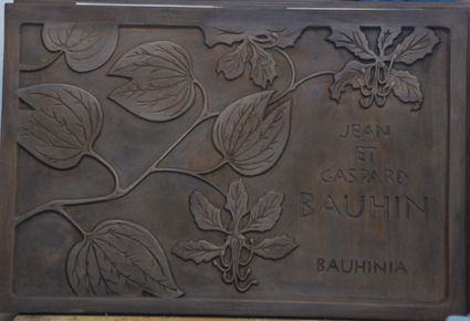 bauhinia