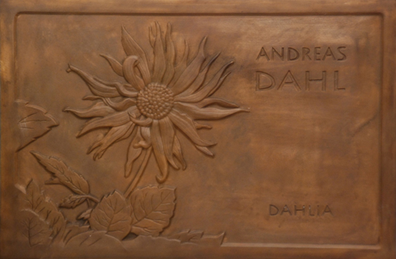 dahlia